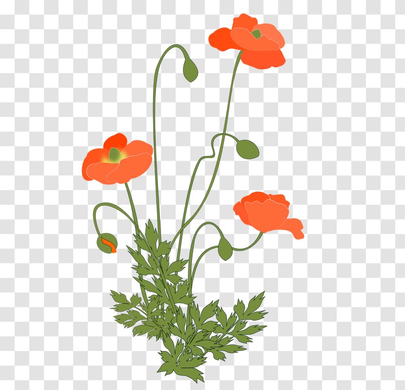 Common Poppy Flowering Plant Opium - Stem - Memorial Day Flower Transparent PNG