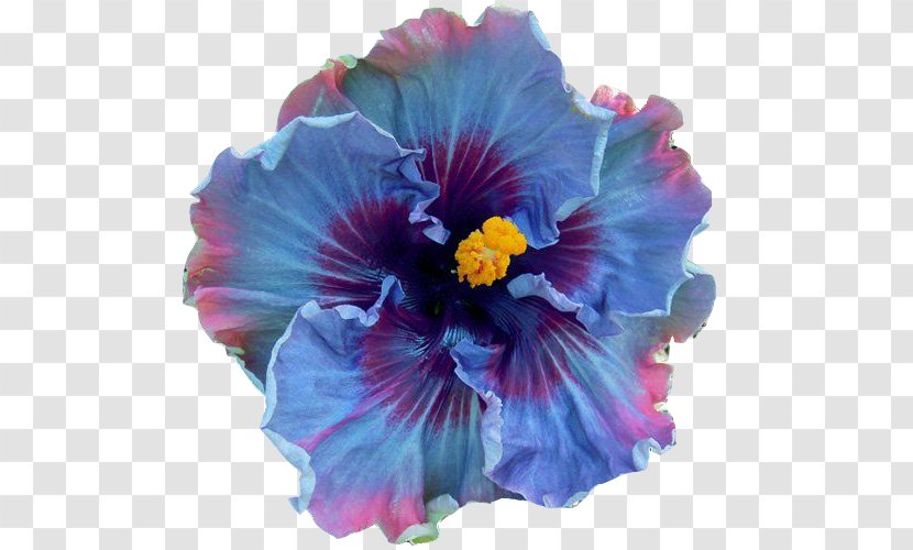 Shoeblackplant Perennial Plant Flower Seed Blue Hibiscus Transparent PNG