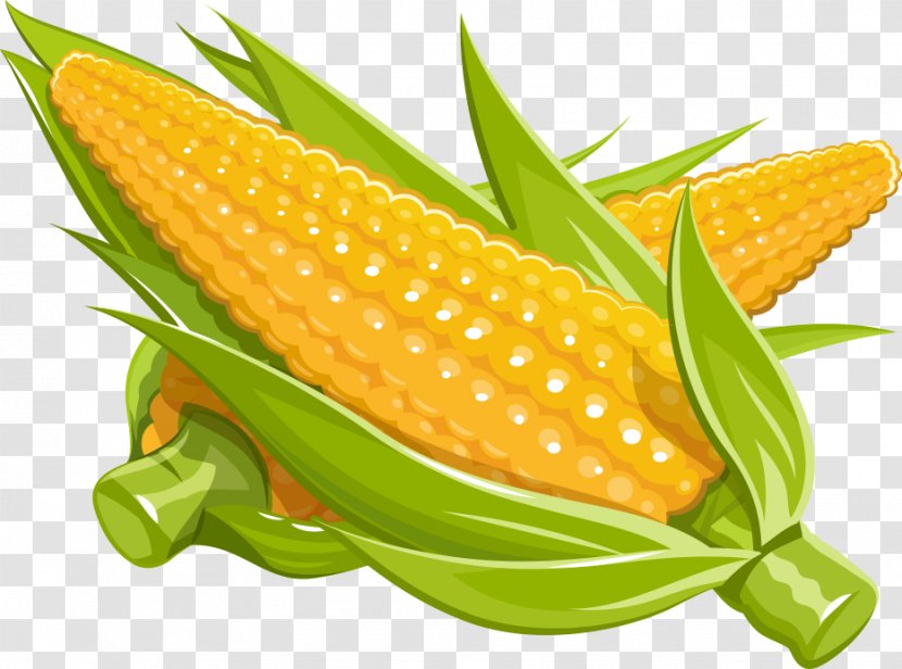 Maize Royalty-free Illustration - Cuisine - Vector Cartoon Corn Transparent PNG