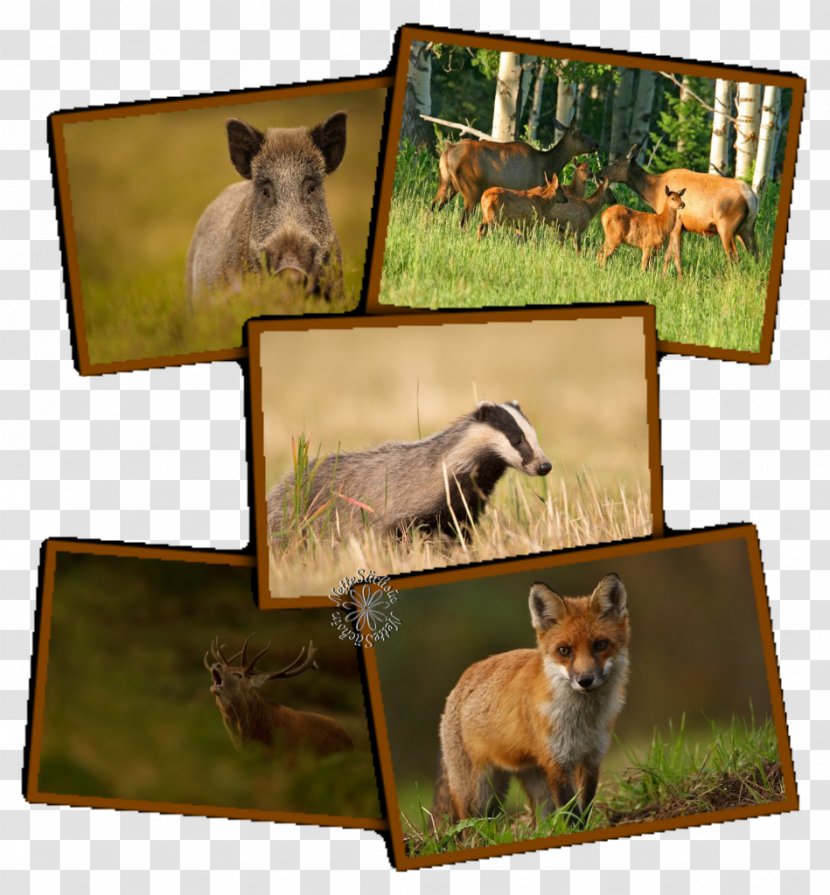 Dog Breed Snout Picture Frames Marsupial - Fauna Transparent PNG