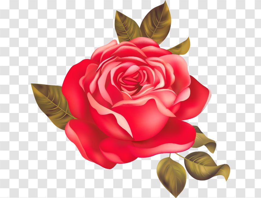 Garden Roses Centifolia Beach Rose Red - Petal - Beautiful Transparent PNG