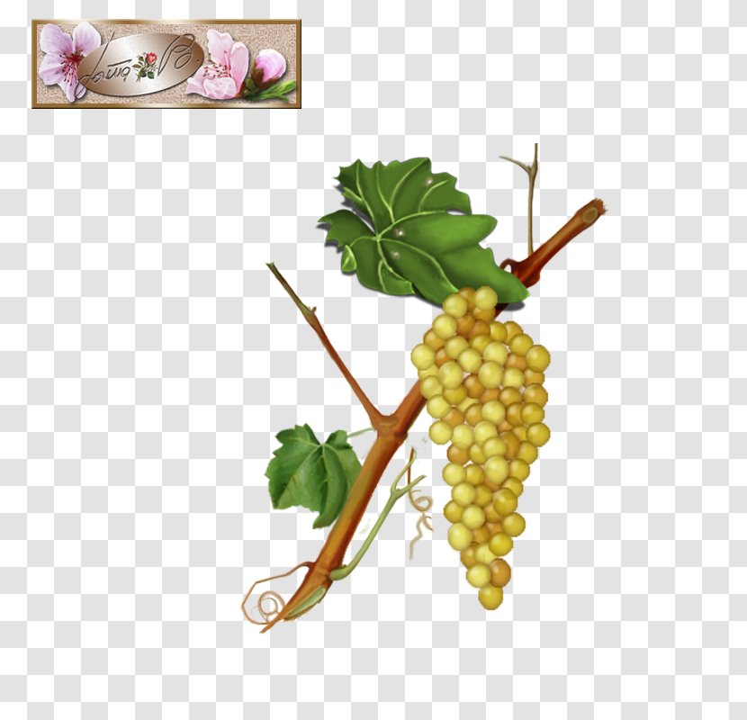 Grape University Of Virginia Superfood Vegetable - Fruit Transparent PNG