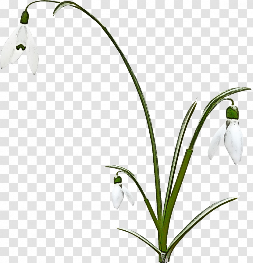 Flower Snowdrop Plant Summer Snowflake Galanthus Transparent PNG