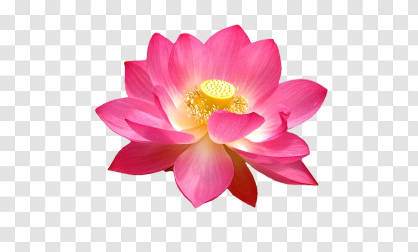 Nelumbo Nucifera Flower Lotus Seed Plant Water Lily - Flowering - Plants Transparent PNG