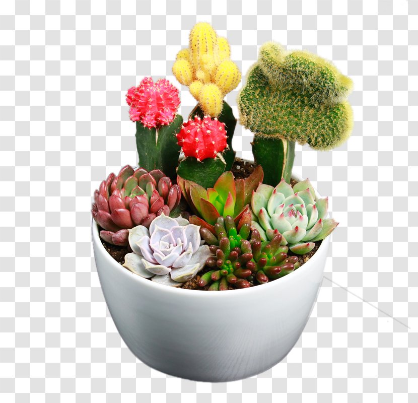 Cactaceae Succulent Plant Flower - Green - A Cactus Plants Transparent PNG