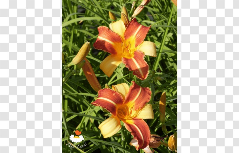 Floral Design Daylily Flower - Plant Transparent PNG