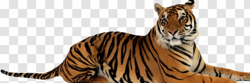 The American Heritage Dictionary Of English Language Children's Children Solving Problems Jungle View Resort Ranthambhore - Mammal - TIGER VECTOR Transparent PNG