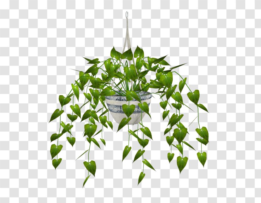Houseplant Flowerpot Bulbophyllum - Web Browser - Plant Transparent PNG