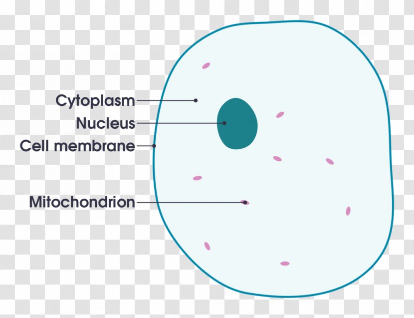 Cell Cèl·lula Animal Organism Diagram - Frame - Tree Transparent PNG