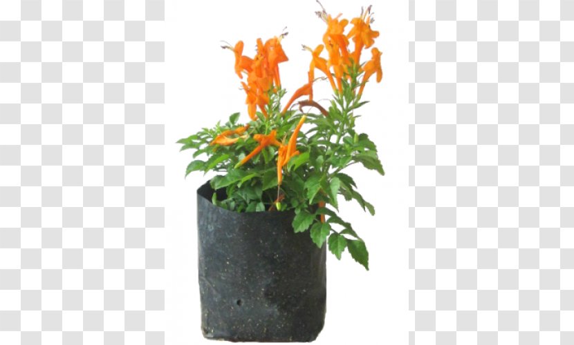 Tecoma Capensis Flowerpot Shrub Houseplant - Honeysuckle Transparent PNG