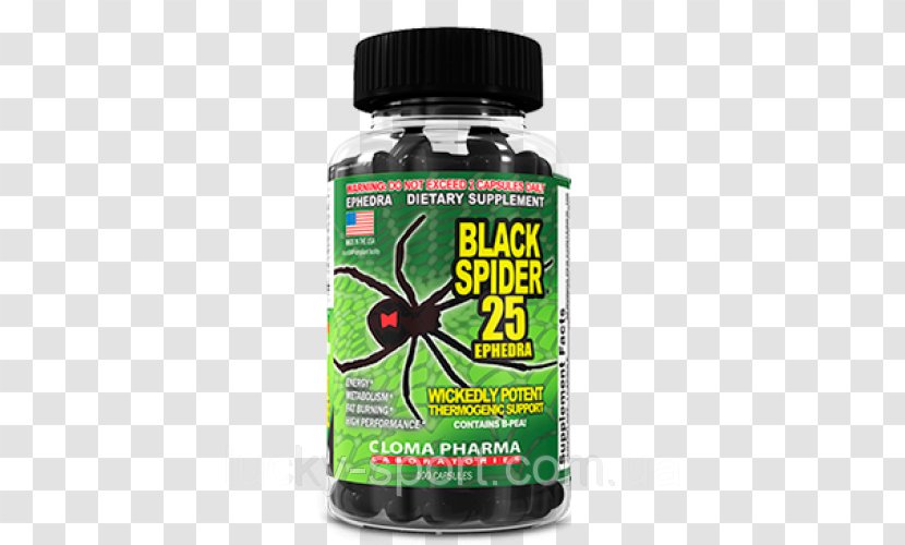 Spider Southern Black Widow Price Dietary Supplement Ephedra Transparent PNG