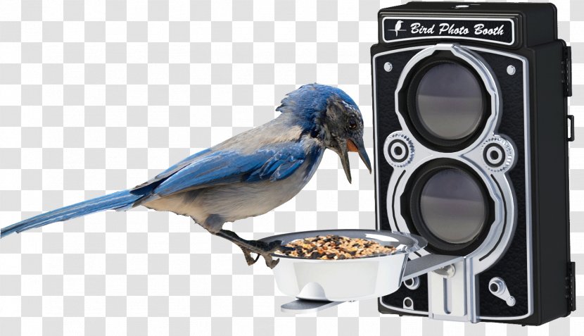 Bird Feeders Feeding Hummingbird Food - Of Prey - PHOTO BOOTH Transparent PNG