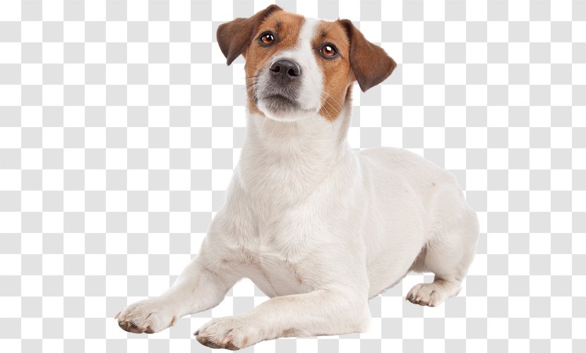 Jack Russell Terrier Parson Bedlington Smooth Fox Cairn - Russel Transparent PNG