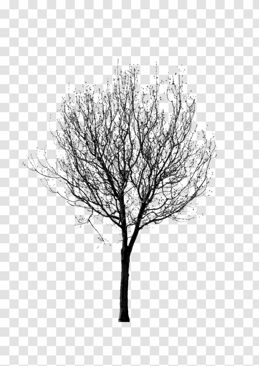 Black And White Twig Tree - Photography - Painting Plants,tree,Black Transparent PNG