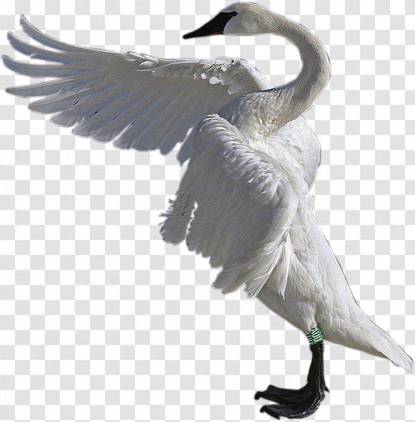 Cygnini Water Bird Duck Goose - Swan Transparent PNG