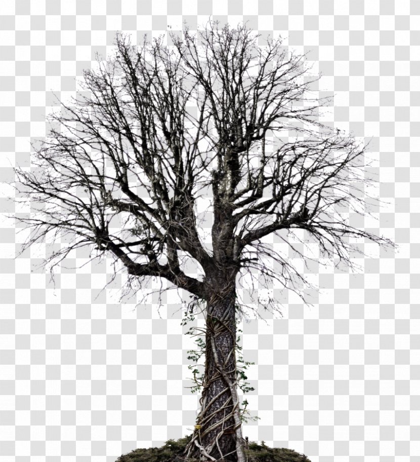 Tree Vine Drawing - Trunk Transparent PNG