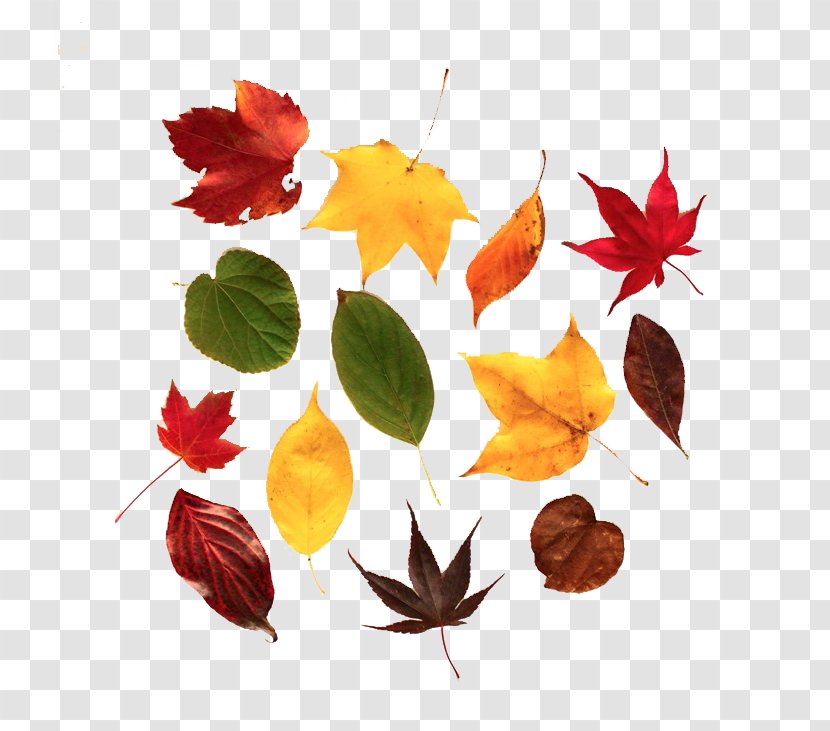 Autumn Leaf Color Maple - Deciduous - Leaves Transparent PNG