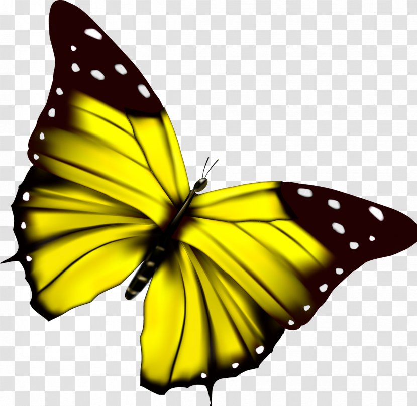 Beautiful Butterfly Transparent PNG