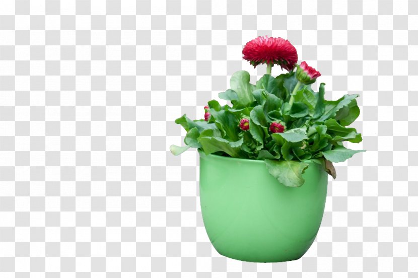 Green Red Google Images - Safflower Plants Transparent PNG