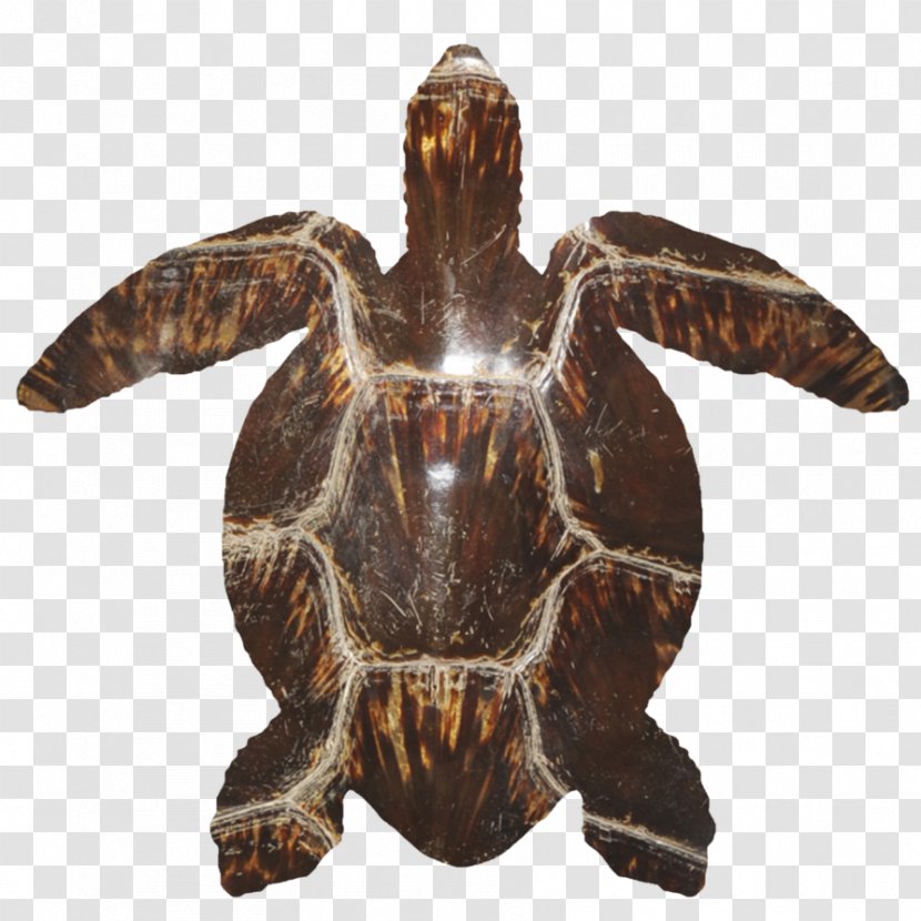 Box Turtles Reptile Tortoise Sea Turtle Transparent PNG