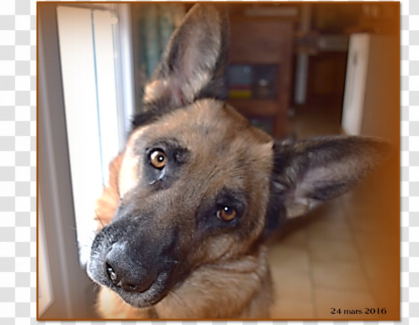 Dog Breed German Shepherd Kunming Wolfdog King - Berger Allemand Transparent PNG