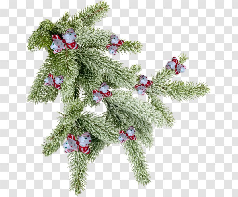 Spruce Pine Fir Twig Tree - Branch Transparent PNG