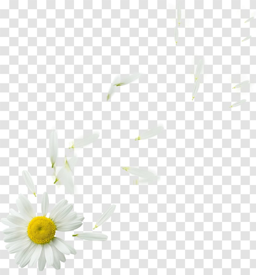 Oxeye Daisy Desktop Wallpaper Computer Font Plant Stem - Camomile Transparency And Translucency Transparent PNG
