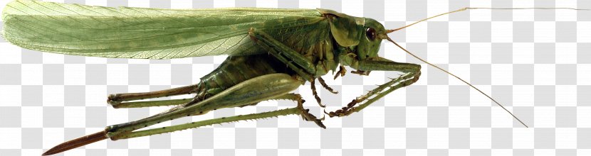 Beetle Clip Art - Animal - Grasshopper Transparent PNG