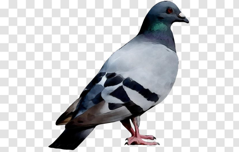 Bird Rock Dove Stock Dove Beak Pigeons And Doves Transparent PNG
