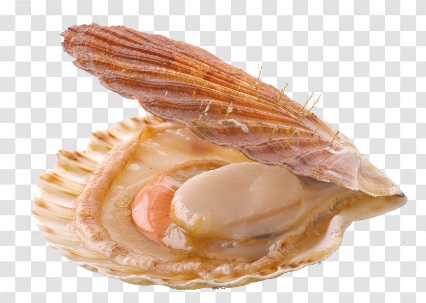Mussel Oyster Pecten Jacobaeus Great Scallop - Patinopecten Yessoensis Transparent PNG