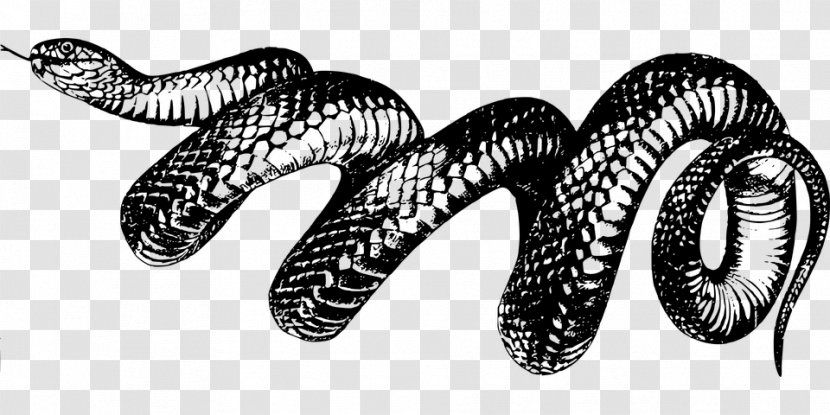 Snake T-shirt Clip Art - Monochrome - Snake,animal,wild Animals Transparent PNG