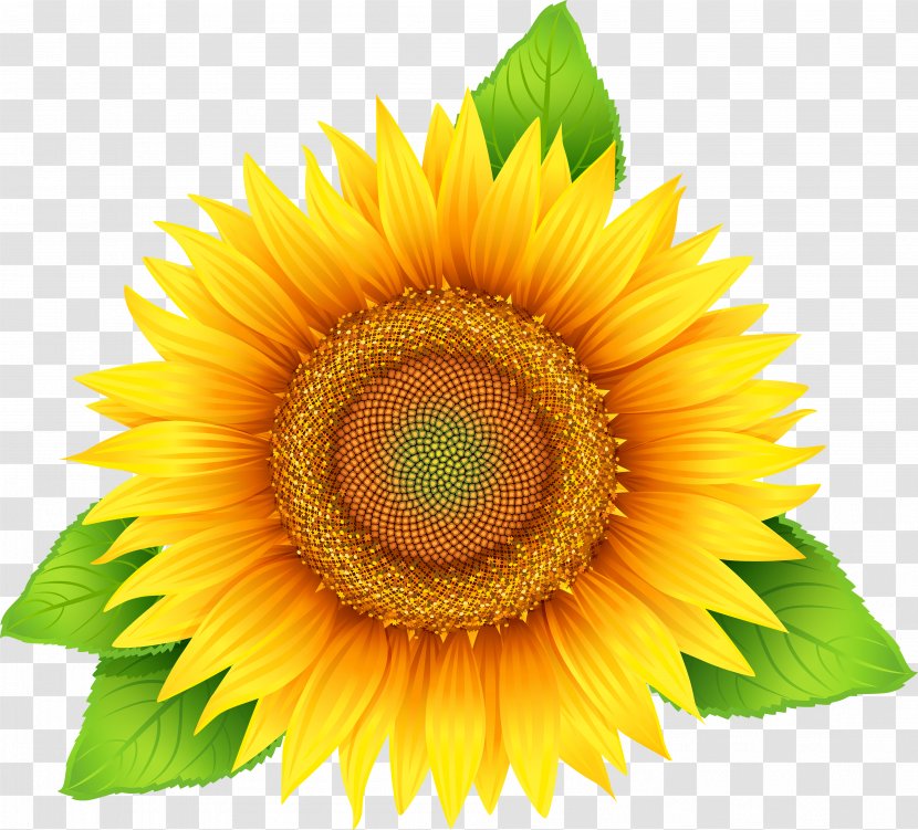 Sunflower Oil Vector Graphics Illustration Common Seed - Plant - Mothers Day Flowers Cartoon Transparent PNG