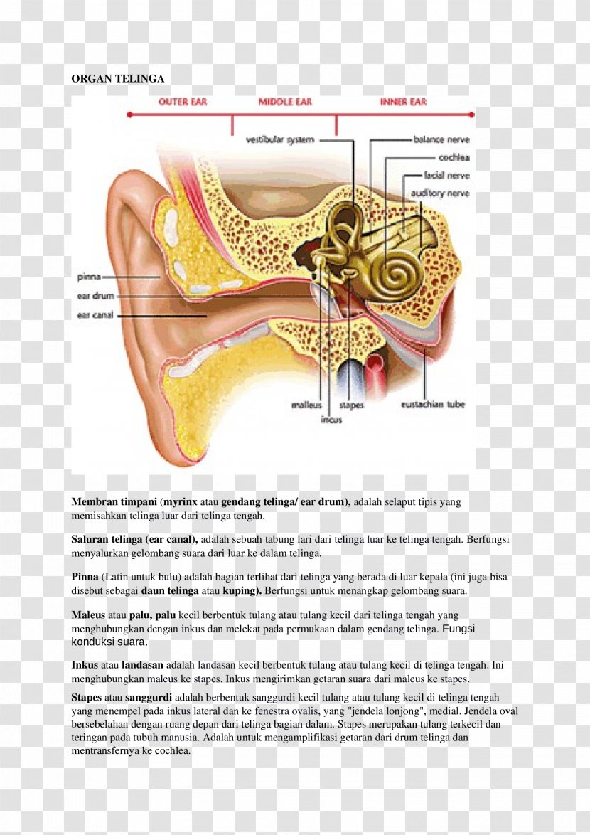 Otitis Media Inner Ear Middle Anatomy - Cartoon Transparent PNG