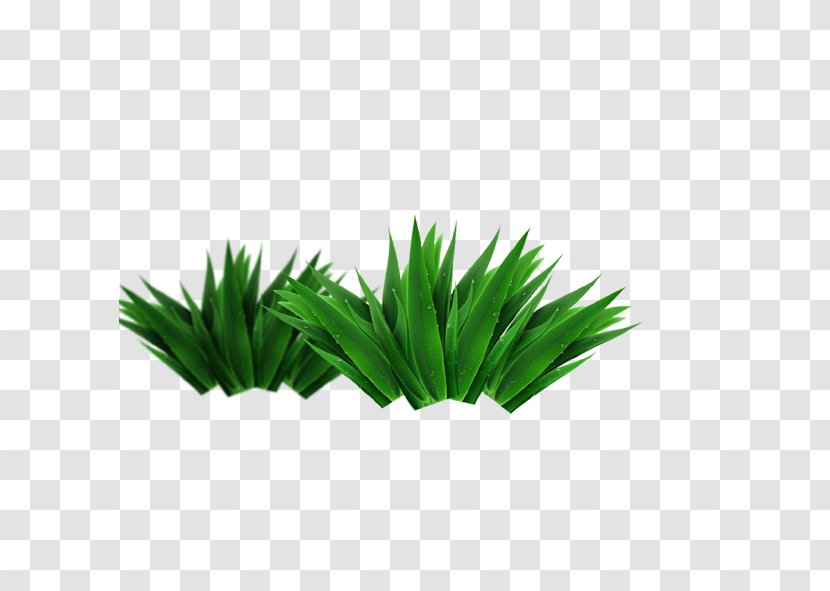 Computer File - Plant - Aloe Transparent PNG