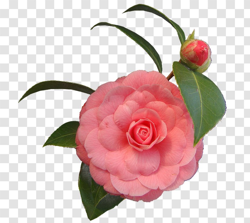Cut Flowers .net Japanese Camellia - Flower Transparent PNG
