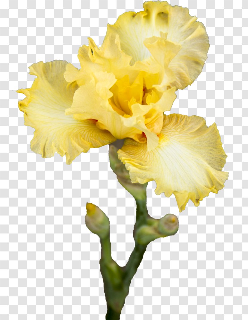 Yellow Iris Pseudacorus Cut Flowers Plant Stem - Deviantart Transparent PNG