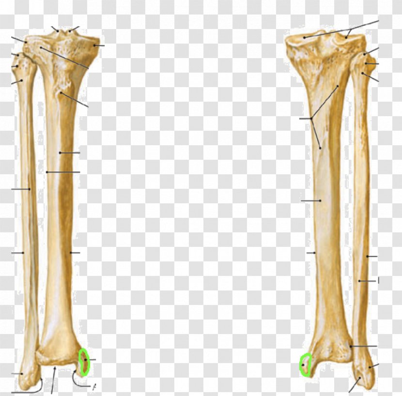 Hip Fibula Lateral Condyle Of Tibia Medial - Flower - Skeleton Transparent PNG