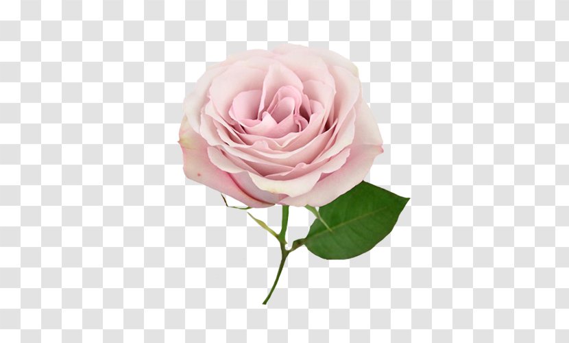 Garden Roses Cabbage Rose Floribunda Pink Flower Bouquet Transparent PNG