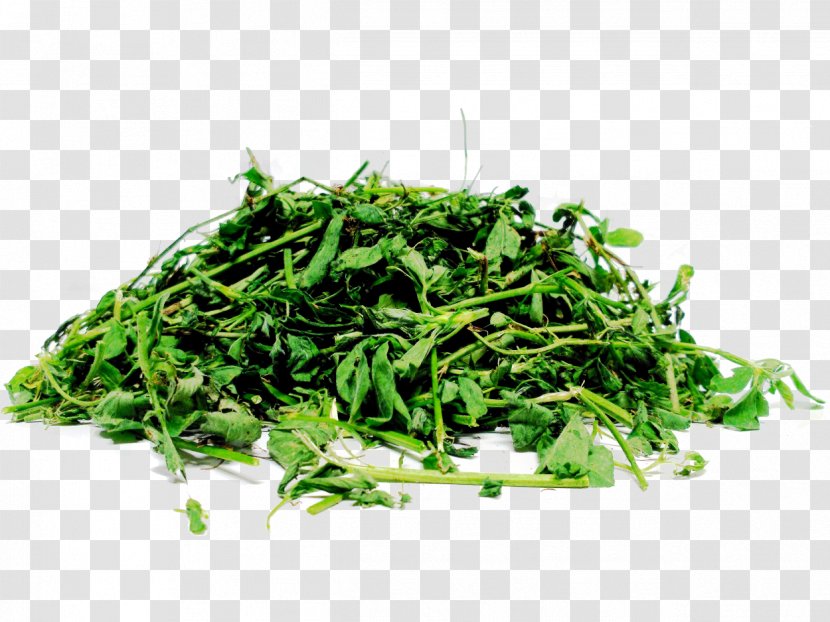 Silage Alfalfa Straw Fodder Seed - Herb Transparent PNG
