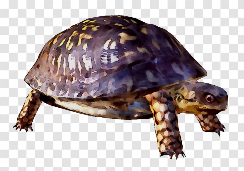 Box Turtles Common Snapping Turtle Tortoise M - Animal Transparent PNG