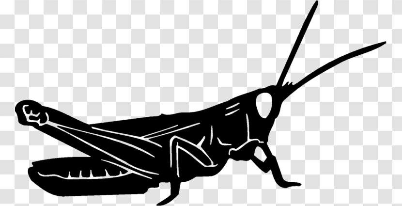 Butterfly Insect Grasshopper Decal Wing Transparent PNG