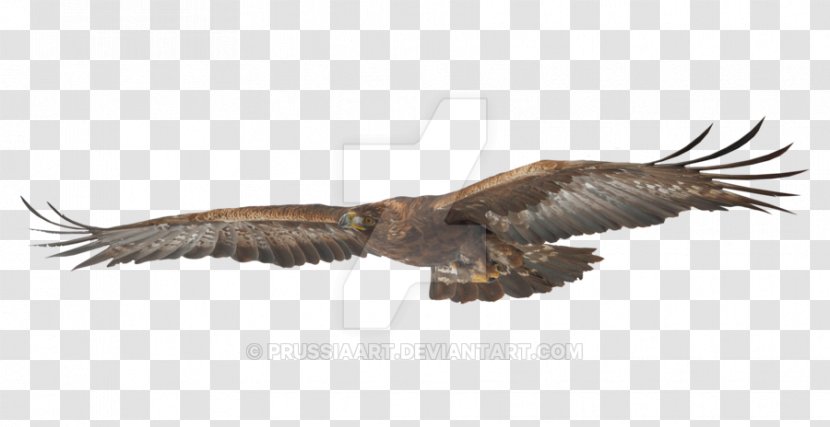 Bald Eagle Bird Hawk Golden - Feather - Ink Transparent PNG