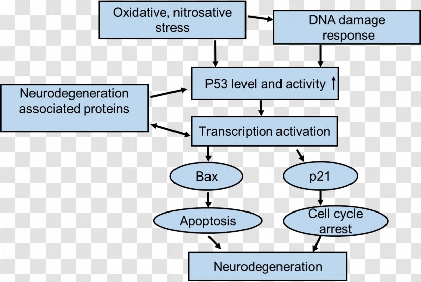 Neurodegeneration P53 Parkinson's Disease Oxidative Stress - Area - Upregulated Modulator Of Apoptosis Transparent PNG