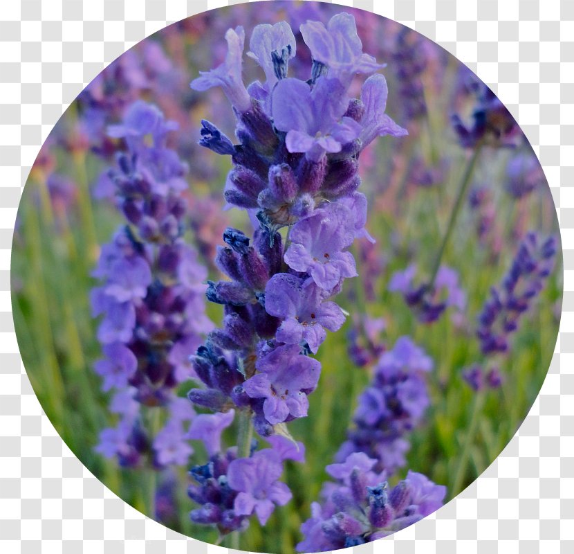 English Lavender French Hyssopus Catnips - Plant Transparent PNG