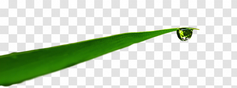 Leaf Plant Stem Green Water Plants Transparent PNG