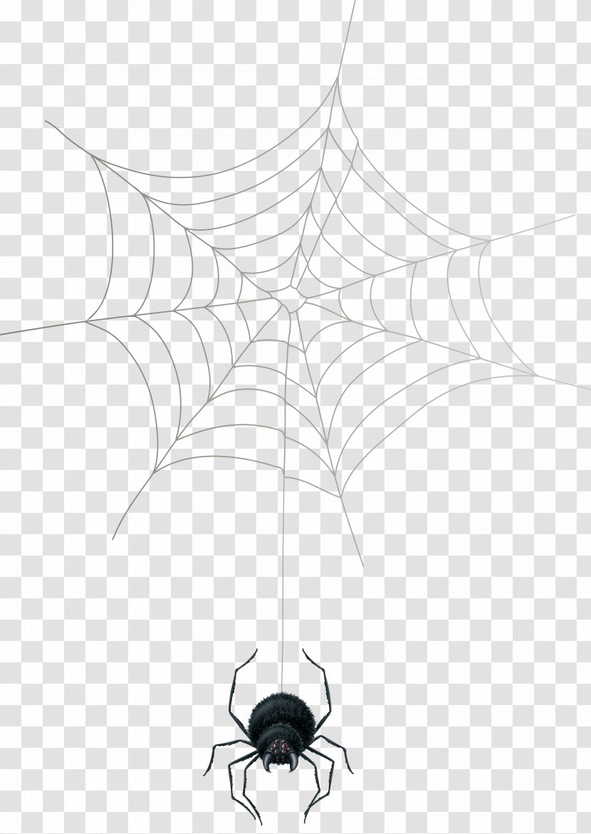 Spider Web Theridiidae Arthropod Transparent PNG