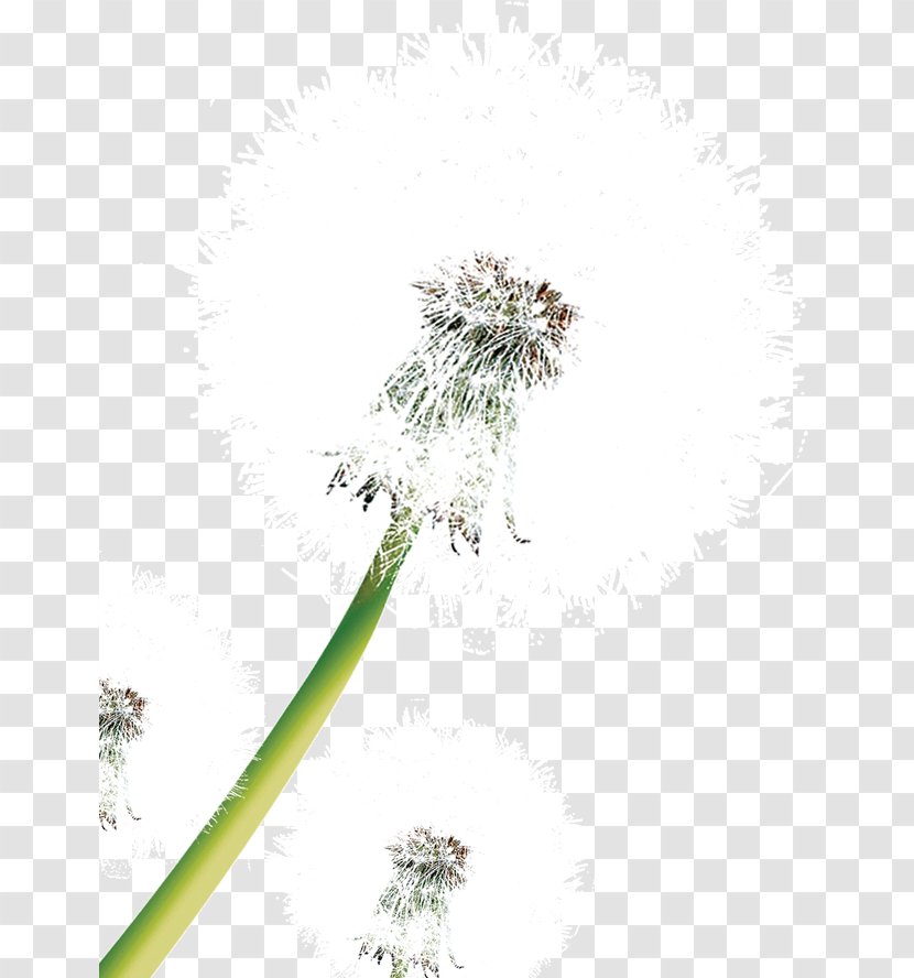 Dandelion Clip Art - Flower - Lovely Transparent PNG
