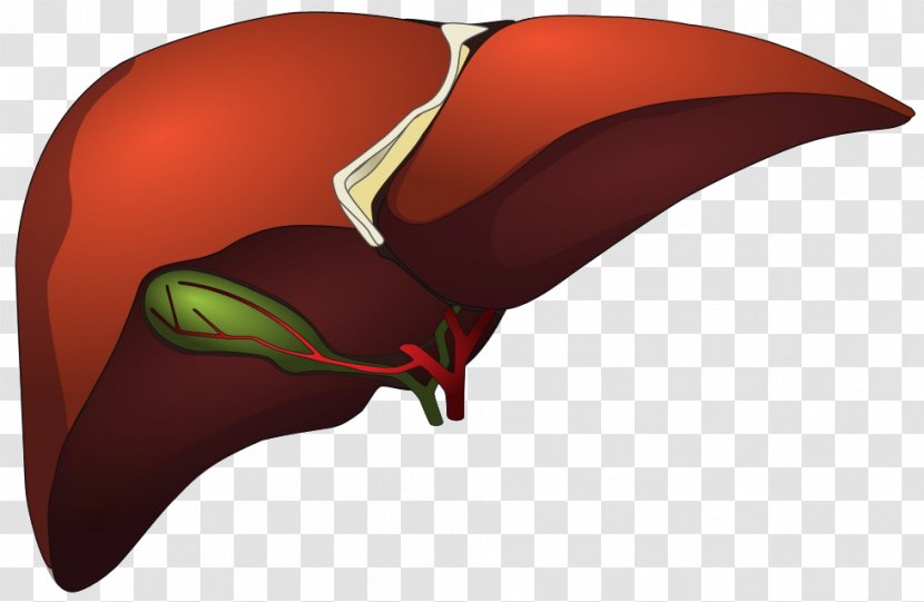 Computer Graphics Metafile Liver - Silhouette Transparent PNG