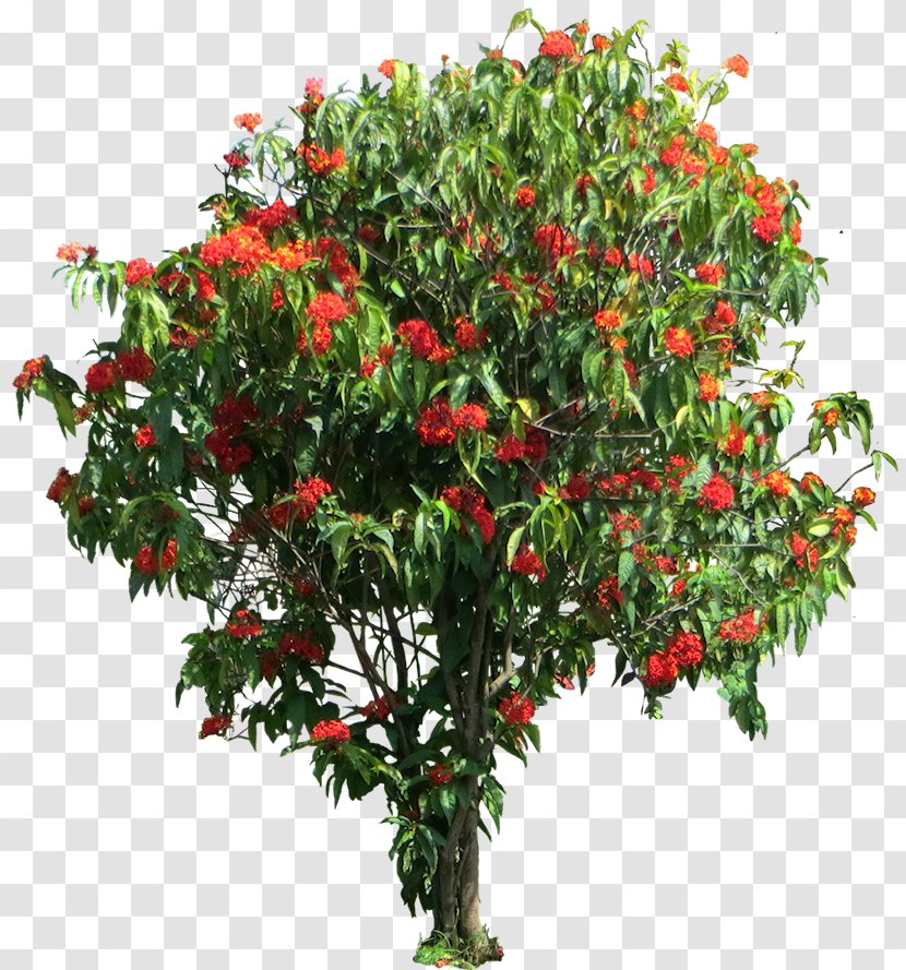 Ixora Coccinea Shrub Tree Gardenia Brighamii Tamil - Song - Plant Transparent PNG