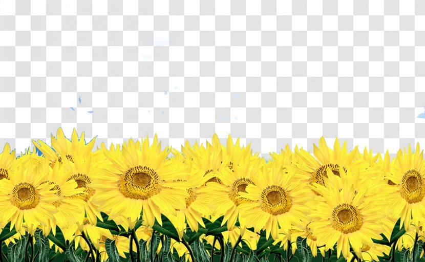 Vase With Twelve Sunflowers Common Sunflower Display Resolution Wallpaper - Flowers Transparent PNG